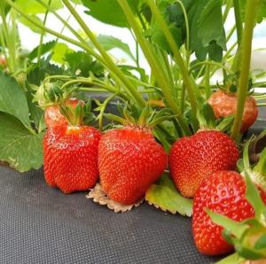 Клубника "КЛЕРИ" (6 шт.)