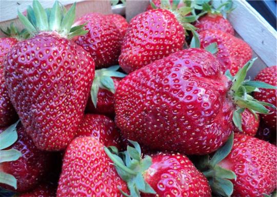 Клубника "АЛЬБИОН" ремонтантный  (6 шт.)